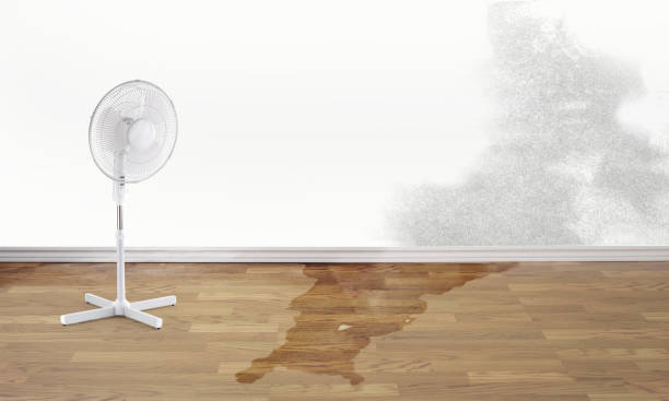 Best Mold removal after water damage  in Gentry, AR