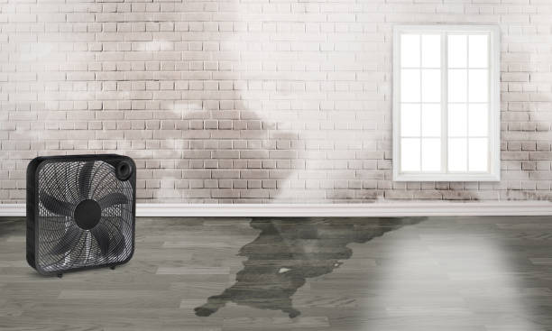 Best Professional water damage repair  in Gentry, AR