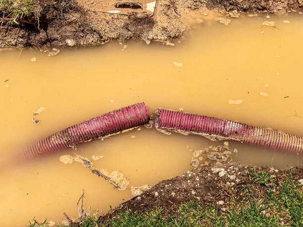 Best Basement water damage restoration  in Gentry, AR